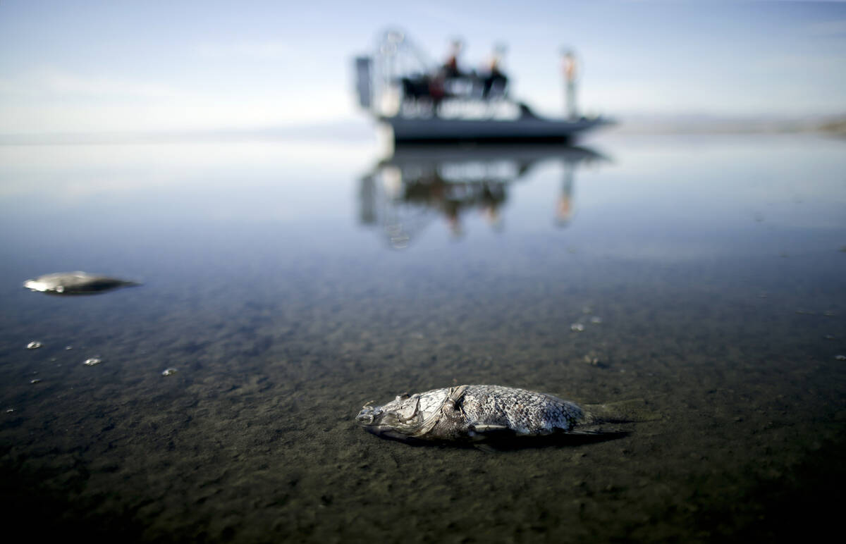 Oxygen-starved tilapia float in a shallow Salton Sea bay near Niland, Calif., on April 29, 2015 ...