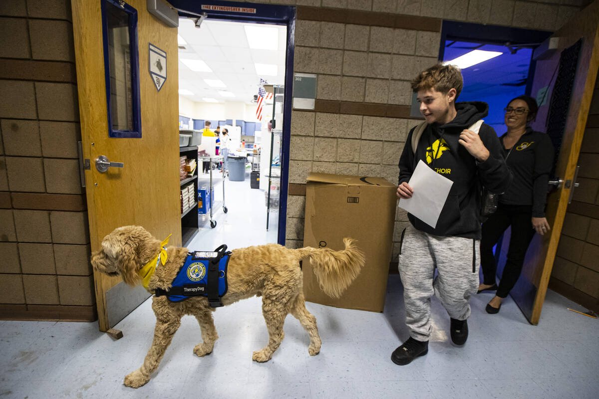 Sierra Vista High School junior Roman Dobos, 17, follows therapy dog Dood, a Goldendoodle, afte ...