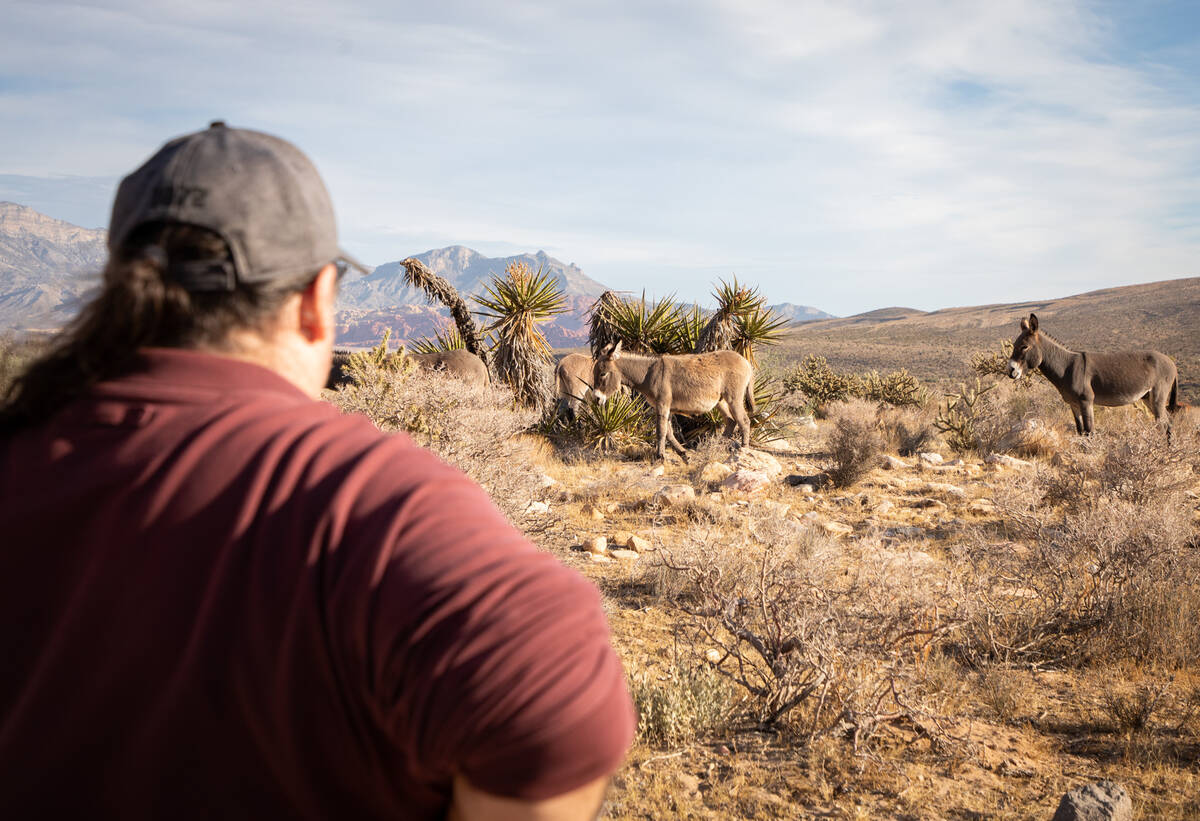Richard Cumelis, founder of Las Vegas Overweight Hikers for Health, observes a group of wild bu ...
