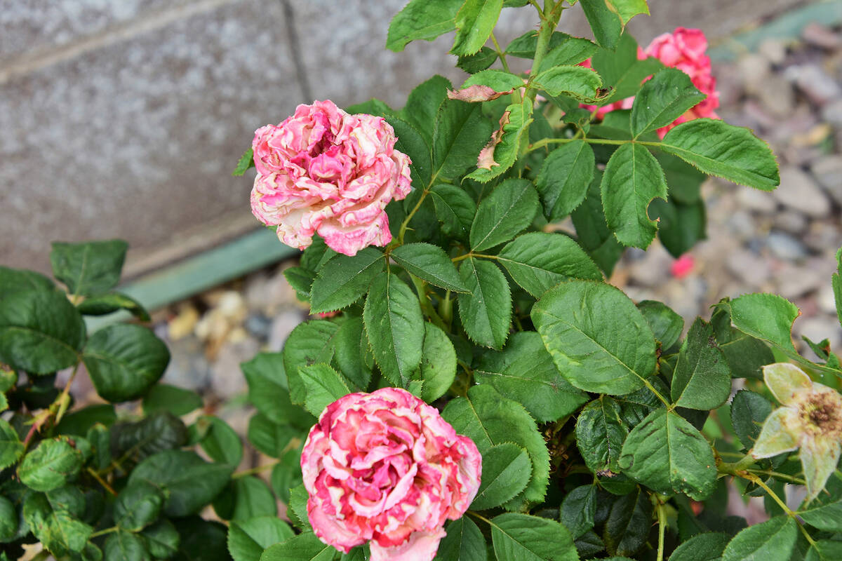 Rose watering recommendations and soil improvement are important to successful growth. (Bob Morris)