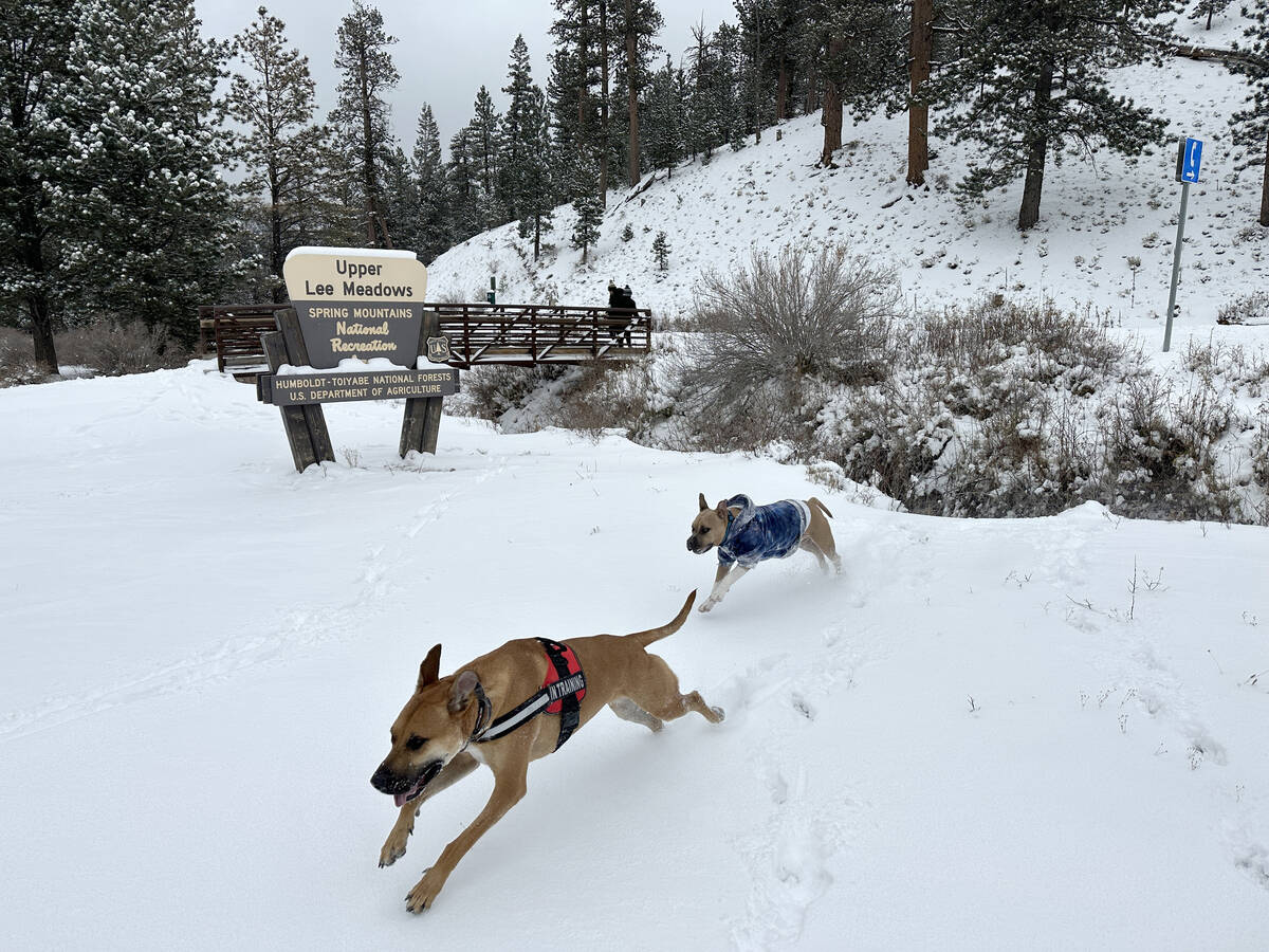 Hutch, left, and a Rocky in play freshly fallen snow, in Upper Lee Meadows on Mount Charleston ...