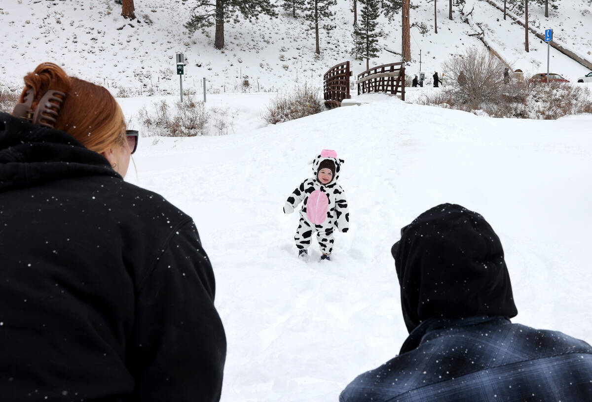 Levi Rivas, 18 months of North Las Vegas, plays in freshly fallen snow with his parents, Sara W ...