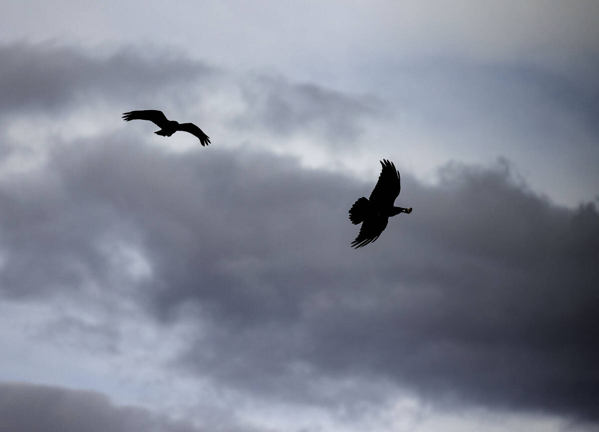 Crows fly as clouds linger over the Las Vegas valley during a cool and windy afternoon, on Mond ...