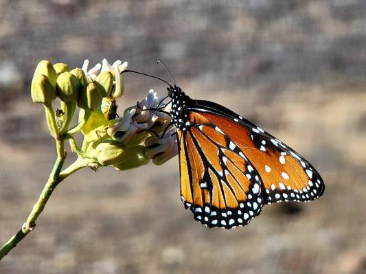 A monarch butterfly feeding from flowers along the Liberty Bell trail on the Arizona side of La ...