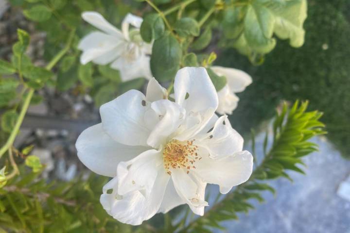 These iceberg roses have holes in the flower petals probably caused by leaf-cutter bees, snails ...