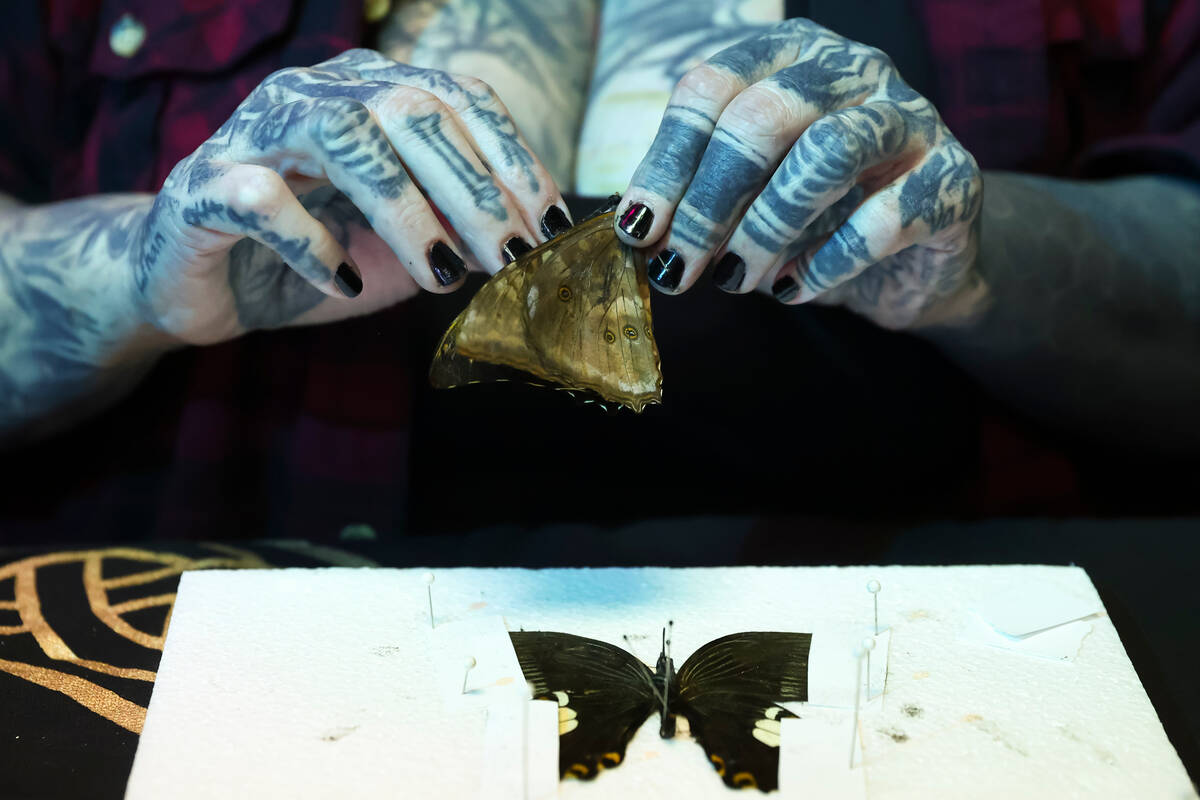 Erin Kmit, co-owner of Cemetery Pulp, a shop of oddities, comics and more, pins butterflies on ...