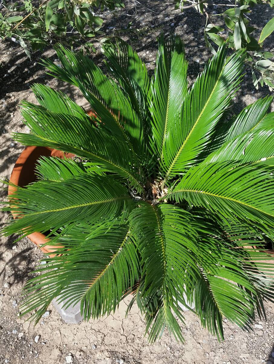 Water use increases with plants that increase in size. A very large sago palm requires more wat ...