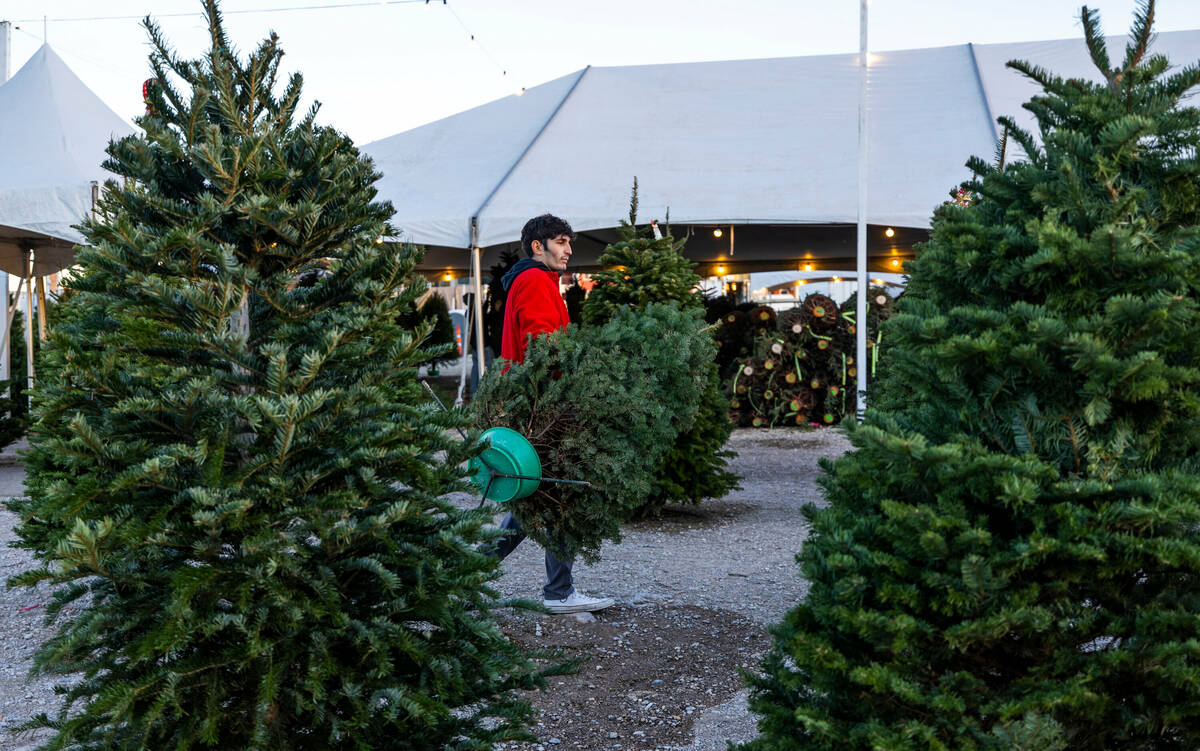 Rocco Gallo carries a tree for a customer to be prepped and purchased at Rudolph's Christmas Tr ...