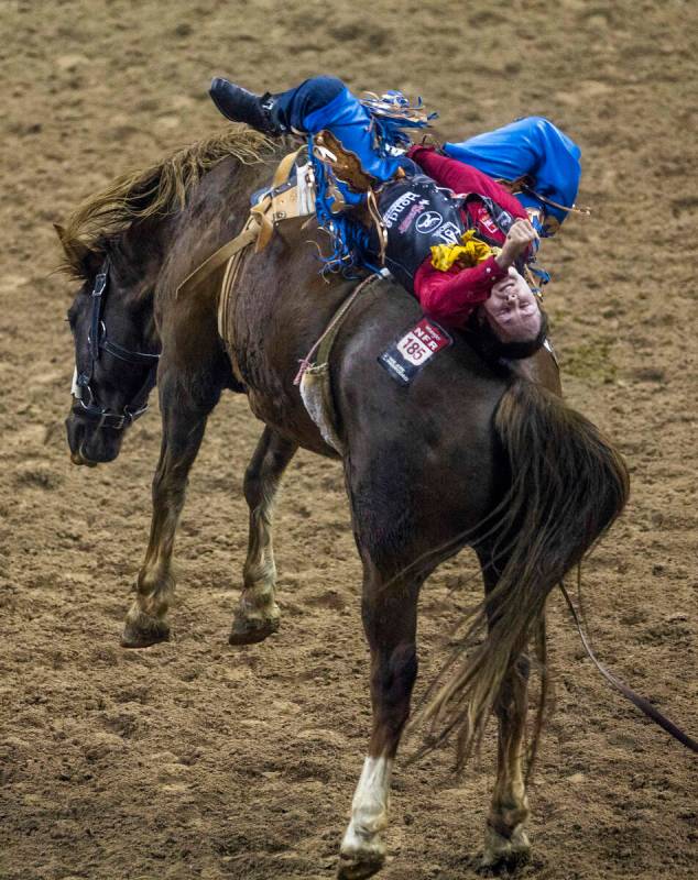 Cole Reiner of Buffalo, WY., lays all the way back on his winning ride during Bareback Riding i ...