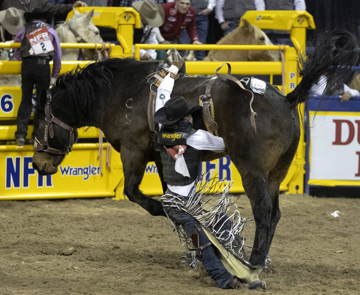 Tanner Aus, of Granite Falls, Minn., is stepped on by his horse while competing in bareback rid ...