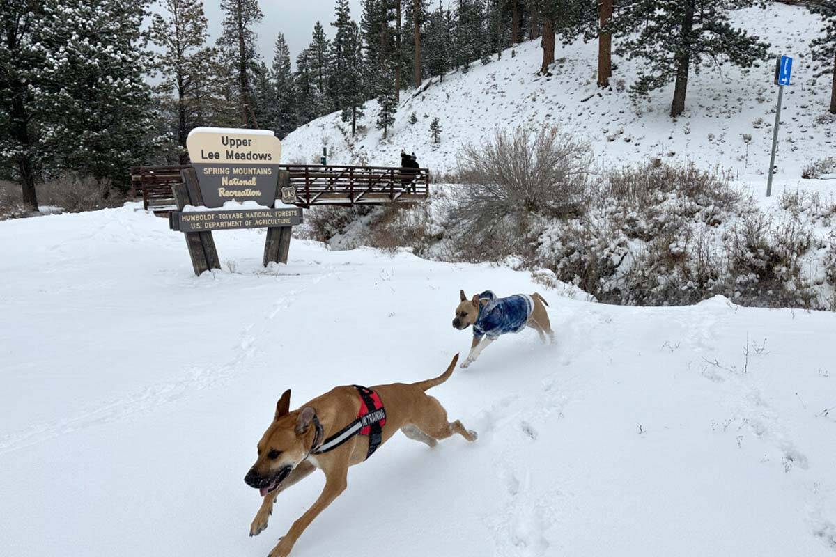 Snowfall up to 14 inches is possible in the Spring Mountains, most likely on Sunday, Dec. 11, 2 ...