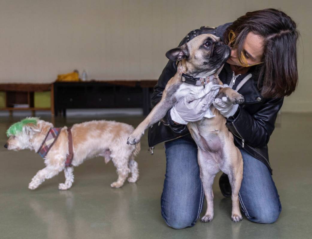 Cathy Brooks, owner of the Hydrant Club dog daycare, wipes down a french bulldog named Marnie o ...