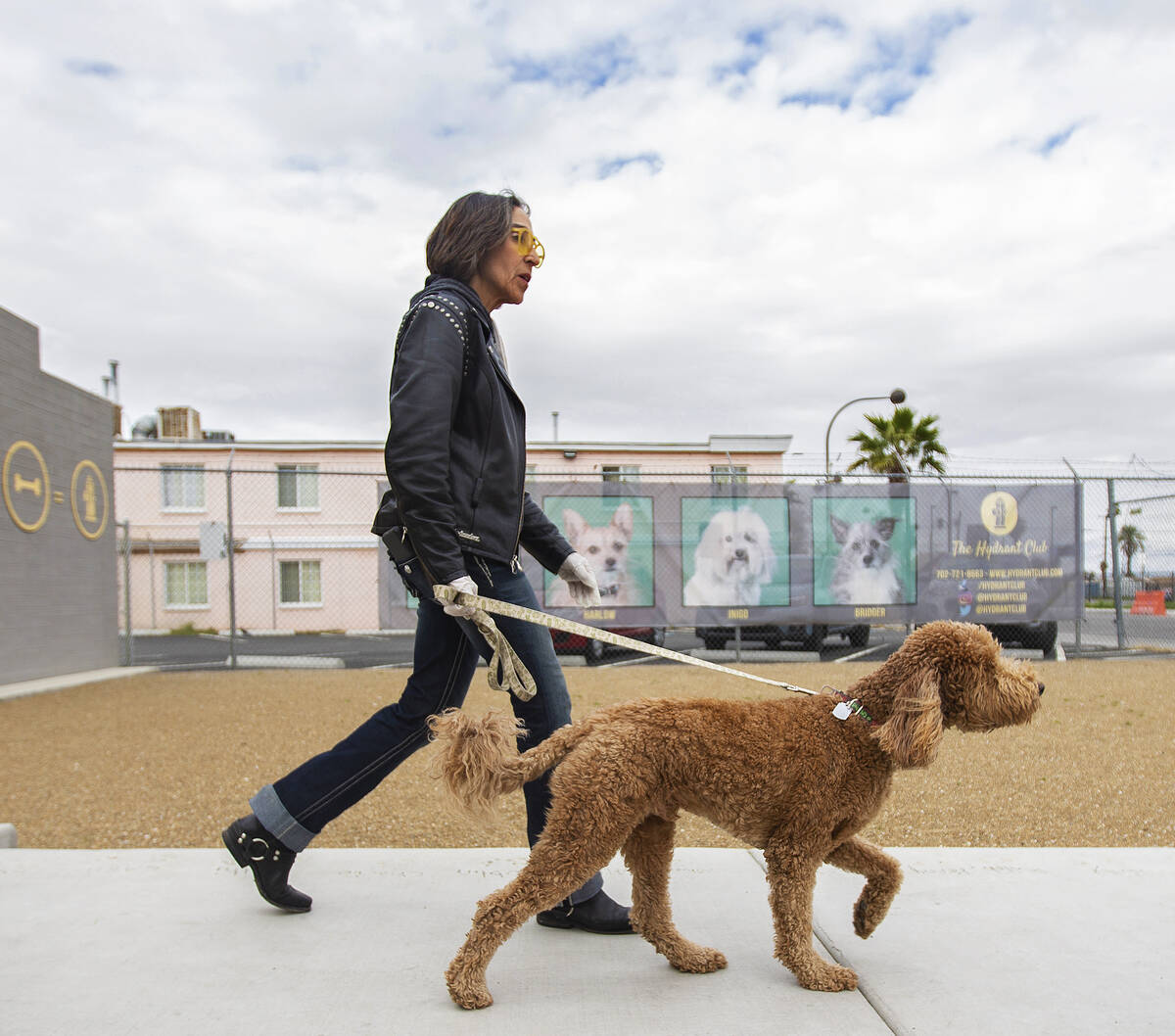 Cathy Brooks, owner of the Hydrant Club dog daycare, walks Artichoke to his owners car on Wedne ...