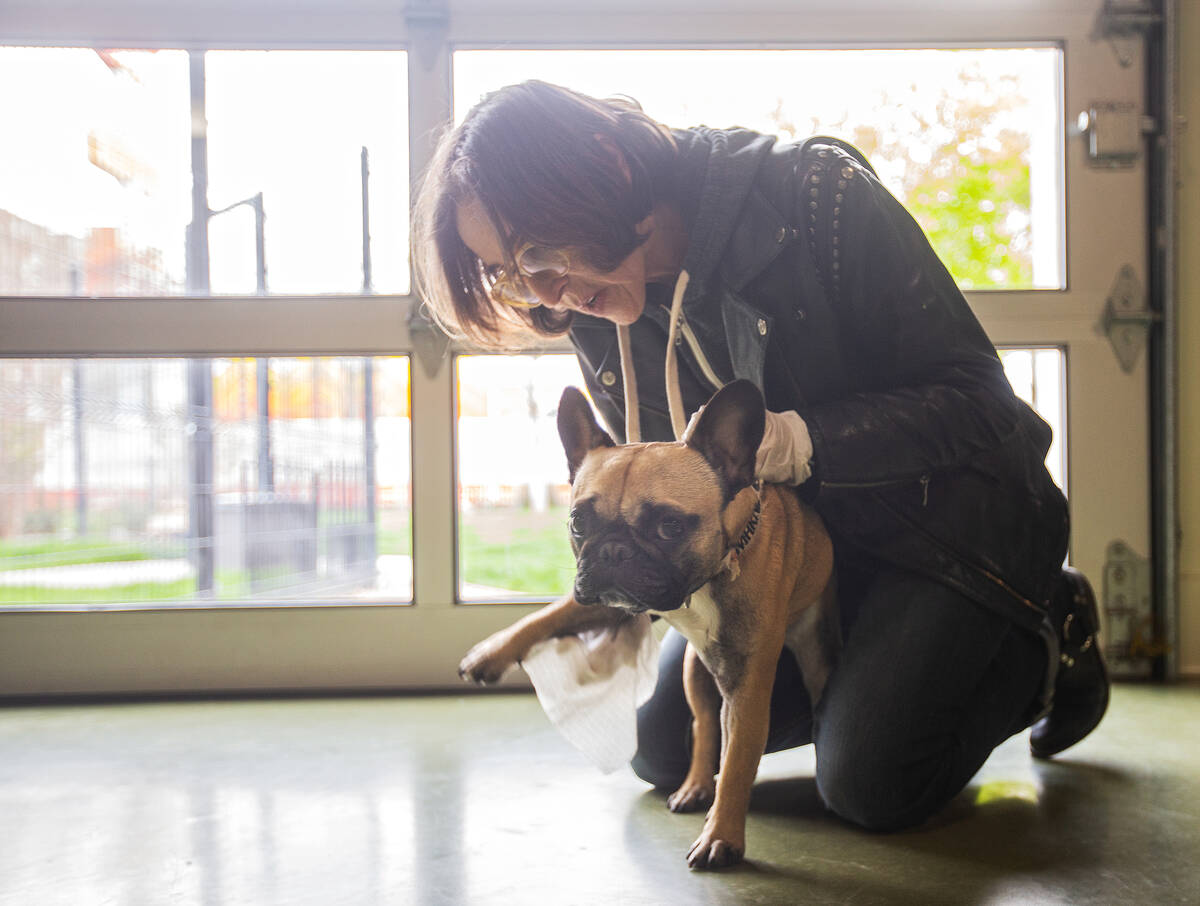 Cathy Brooks, owner of the Hydrant Club dog daycare, wipes down a french bulldog named Marnie o ...