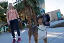 Mary Margaret Madden of Las Vegas poses for a photo with Lumpia, a dog who is able to be foster ...