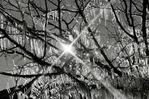 Icicles drape from a tree after water from a rogue sprinkler froze on branches on Jan. 6, 1971. ...