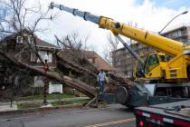 Crane operator Ricky Kapuschinsky, with AAA Crane, gets ready to lift uprooted trees on Capitol ...