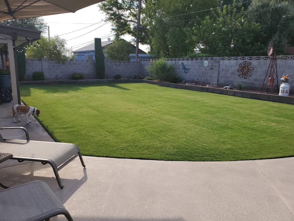 Hybrid Bermuda grass can make a good-looking warm-season lawn in Southern Nevada, but it uses a ...