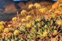 In this photo provided by the Center for Biological Diversity, Tiehm's buckwheat grows in the h ...