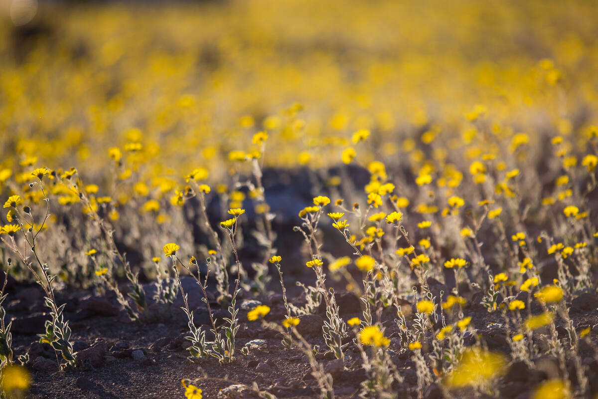 Wildflowers are shown along Badwater Road in Death Valley National Park, Calif., on Saturday, F ...