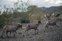 Bighorn sheep leaving Hemenway Park in Boulder City in 2017. (Las Vegas Review-Journal)