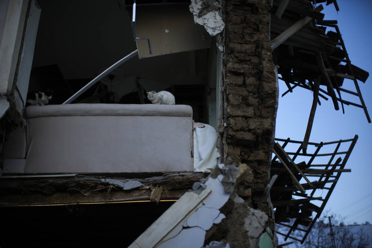 Two cats are seen in a destroyed hous in the village of Polat, Turkey, Sunday, Feb. 12, 2023. F ...