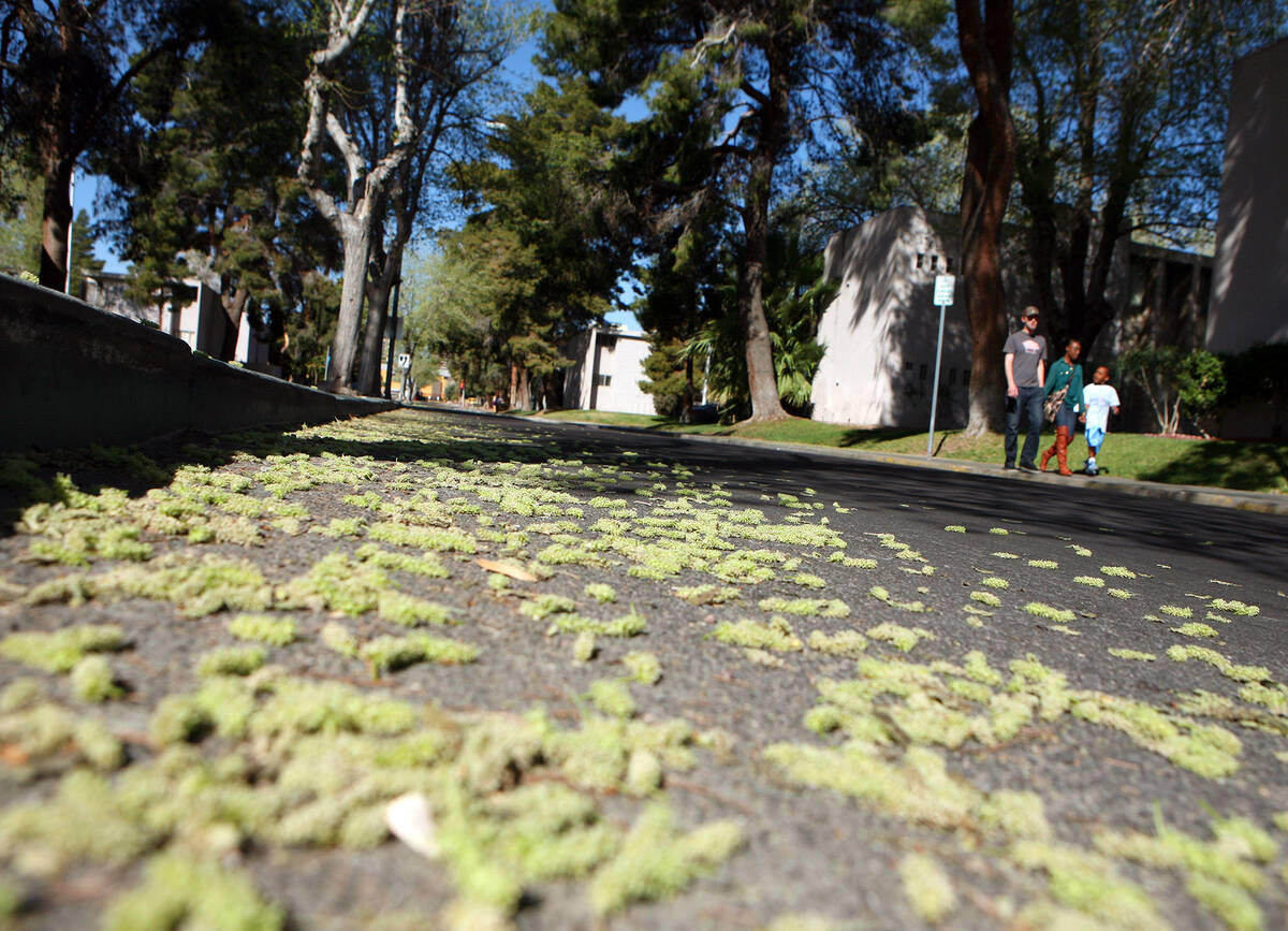 Mulberry tree pollen litters East Dumont Boulevard near Maryland Parkway. According to experts, ...