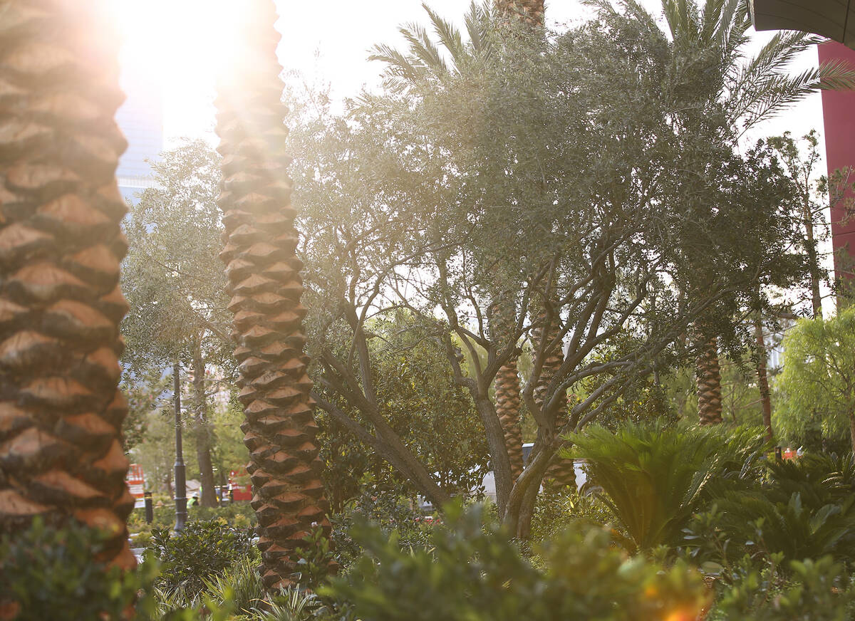 An olive tree, right, that was originally on property at the Stardust, is seen during a tour of ...