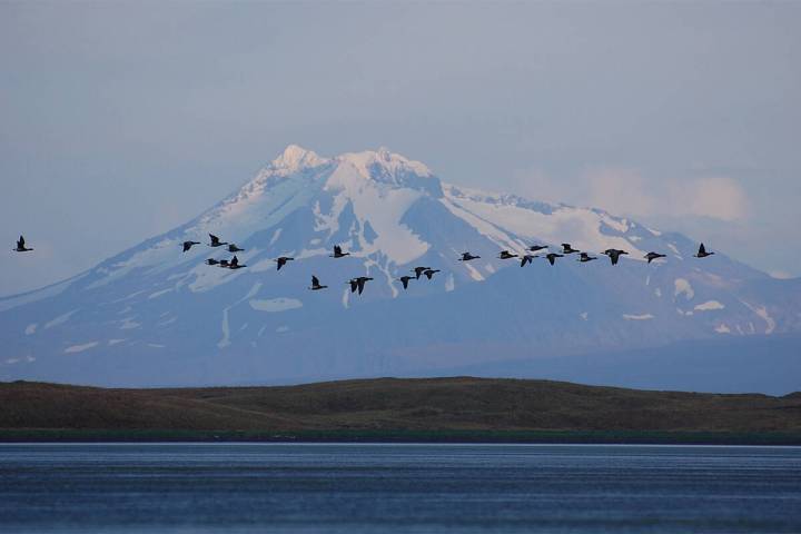 With Mount Dutton as the backdrop, brant geese fly at sunset in the Izembek National Wildlife R ...