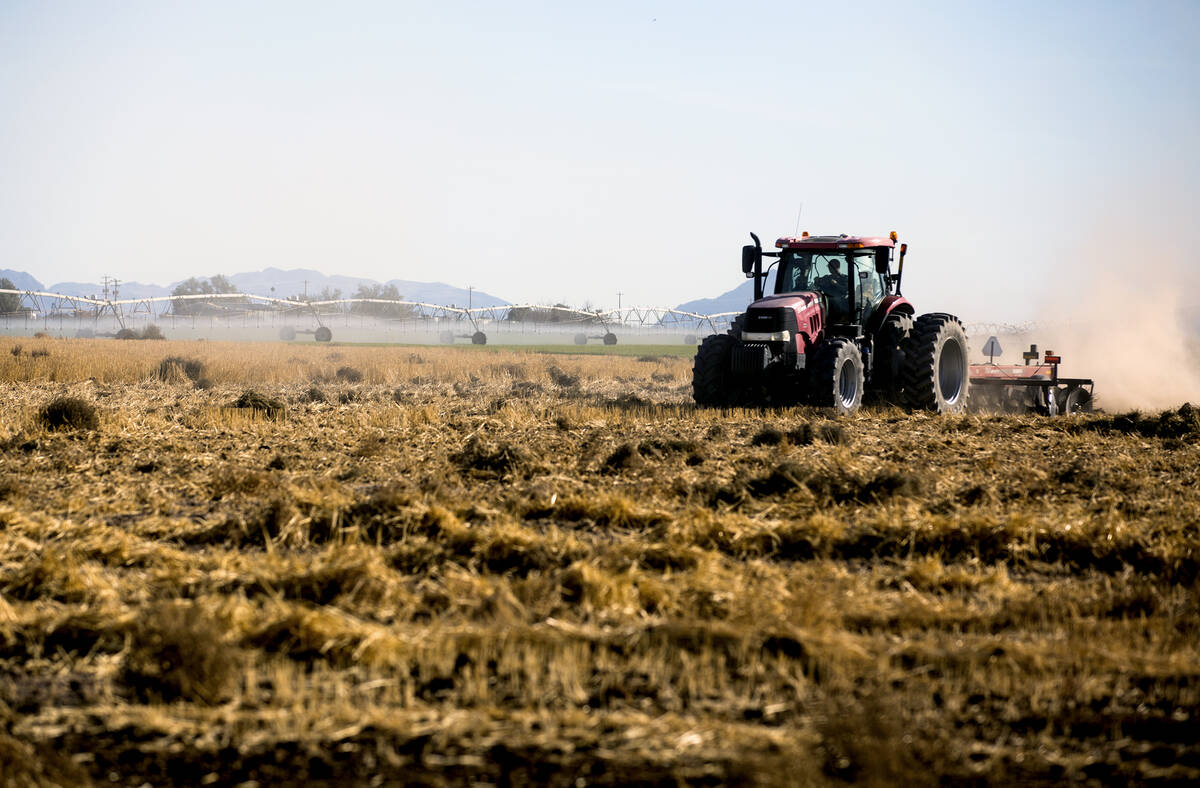 A farmer disks a field of recently harvested triticale, a hybrid of rye and wheat grain, at the ...