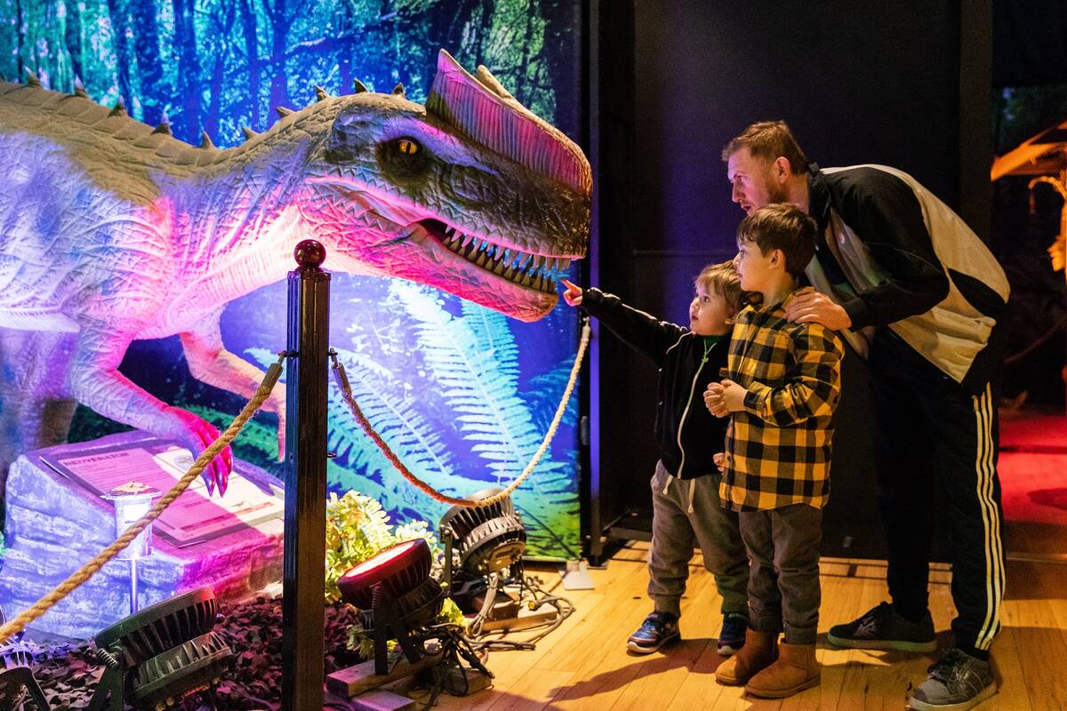 “Dino Safari: A Walk Thru Adventure” debuts Monday at Horseshoe Las Vegas. (Imagine Exhibit ...