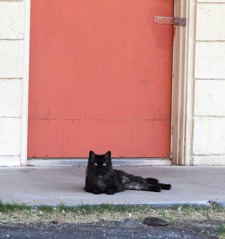 A feral cat lounges in front of a room at the closed White Sands Motel on the Las Vegas Strip, ...