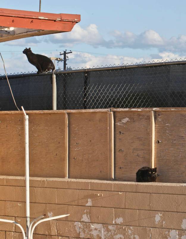 Two feral cats are seen in the pool area of the closed White Sands Motel on the Las Vegas Strip ...