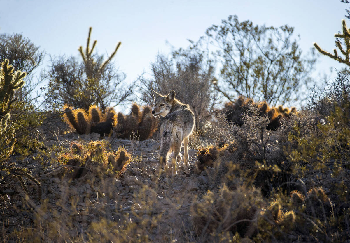 A coyote blends into the desert landscape. (L.E. Baskow/Las Vegas Review-Journal)