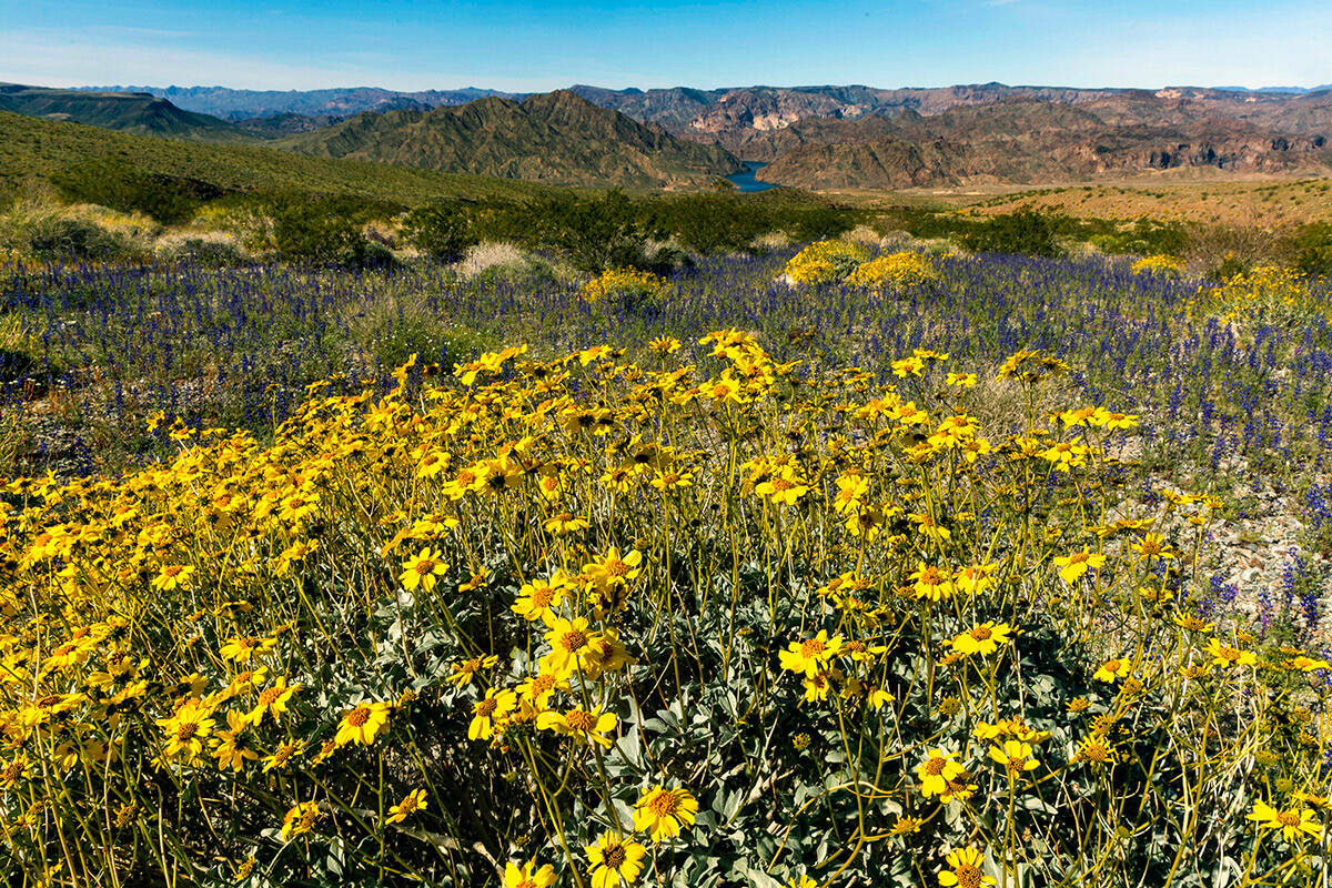 A variety of flowers bloom above the Colorado River near the Willow Beach access road on Monday ...