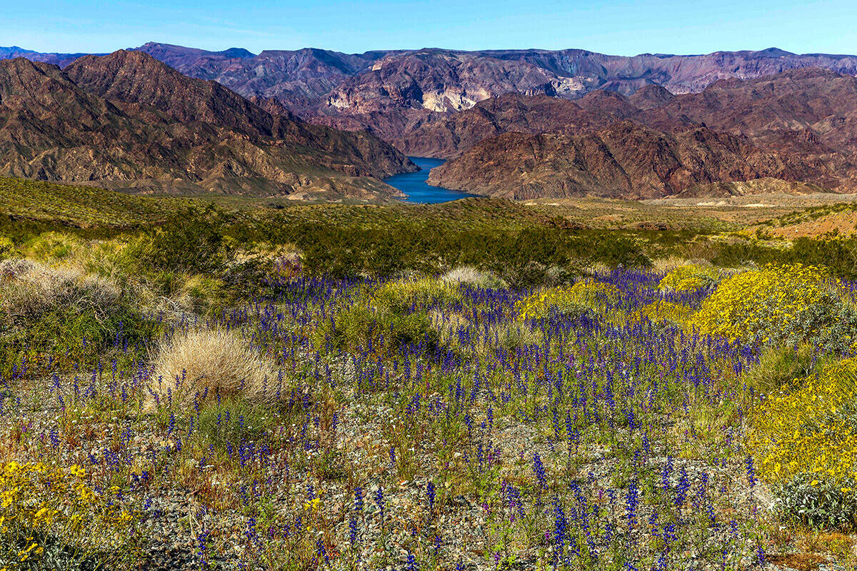 A variety of flowers bloom above the Colorado River near the Willow Beach access road on Monday ...