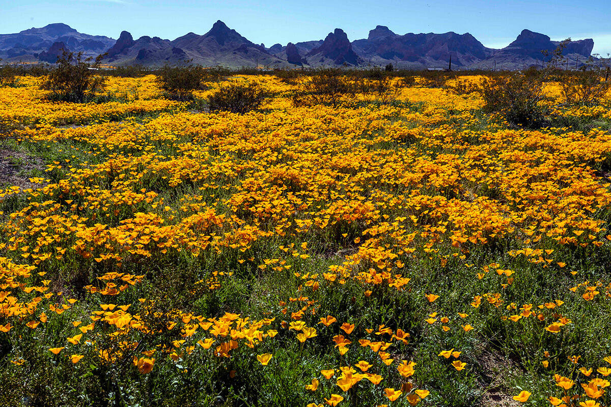 A field of California Poppy blooms in the Golden Valley on Saturday, April1, 2023, near Kingman ...