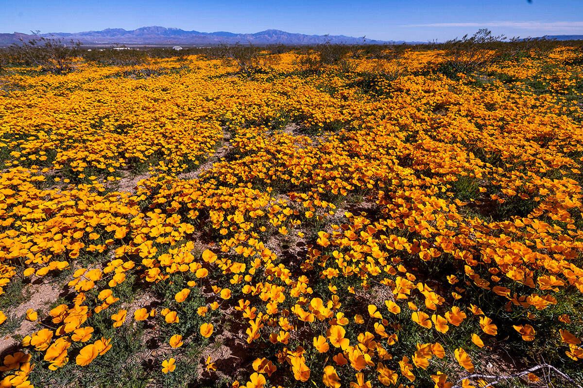 A field of California Poppy blooms in the Golden Valley on Saturday, April1, 2023, near Kingman ...