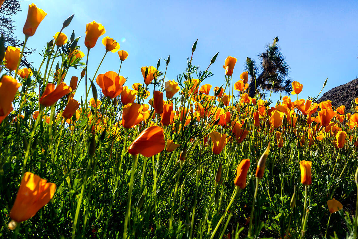 A field of California Poppy blooms in the Golden Valley on Saturday, April1, 2023, near Kingman ...