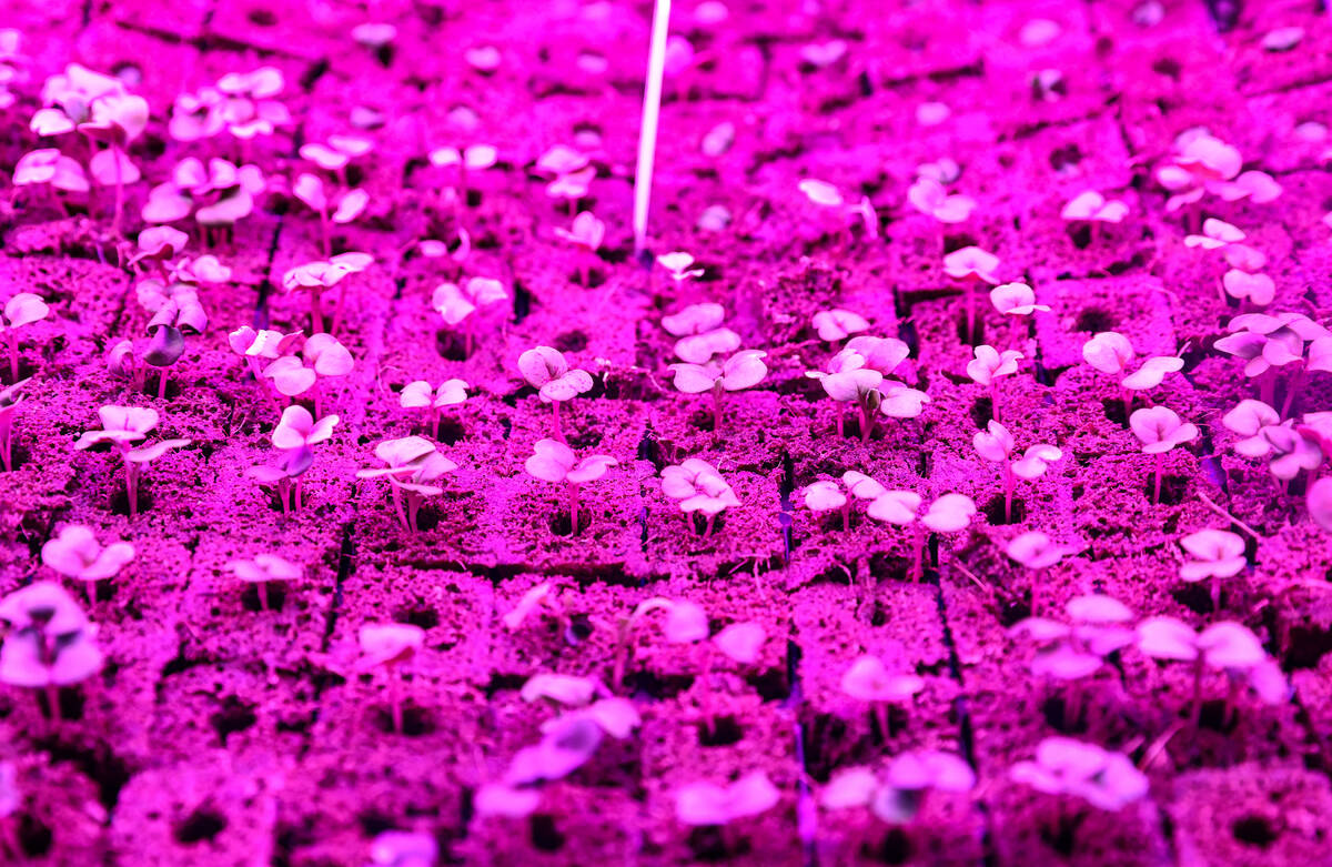 Sprouts of Nevada lettuce inside one of the two urban farm containers at James Gay Park in the ...