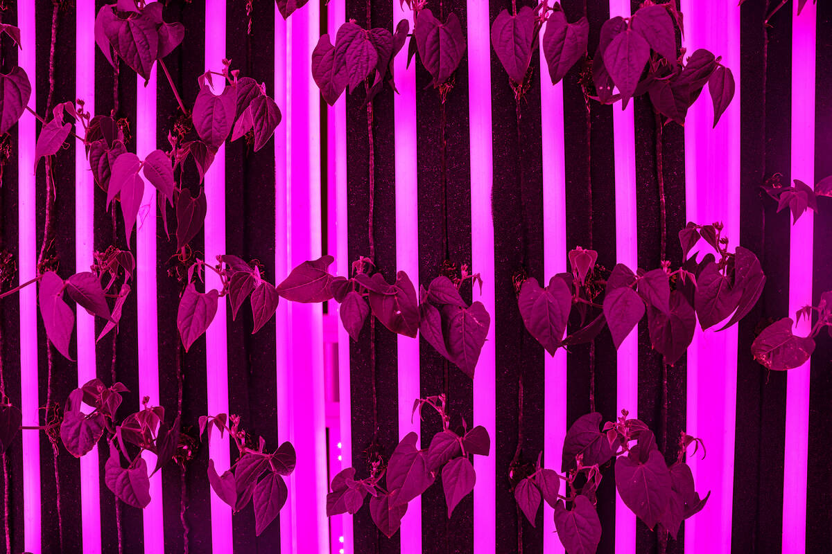 Leafy greens inside one of the two urban farm containers at James Gay Park in the historic West ...