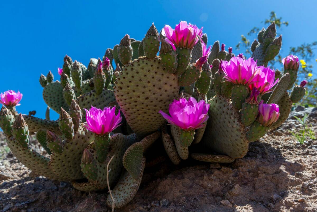 A cactus blooms at Katherine's Landing near Lake Mohave in Arizona on Monday, April 10, 2023. ( ...
