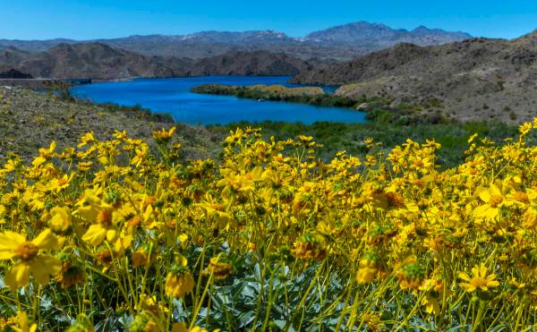 Desert Marigold's bloom on a hillside above Stopping Cover near the Davis Dam and Colorado Rive ...