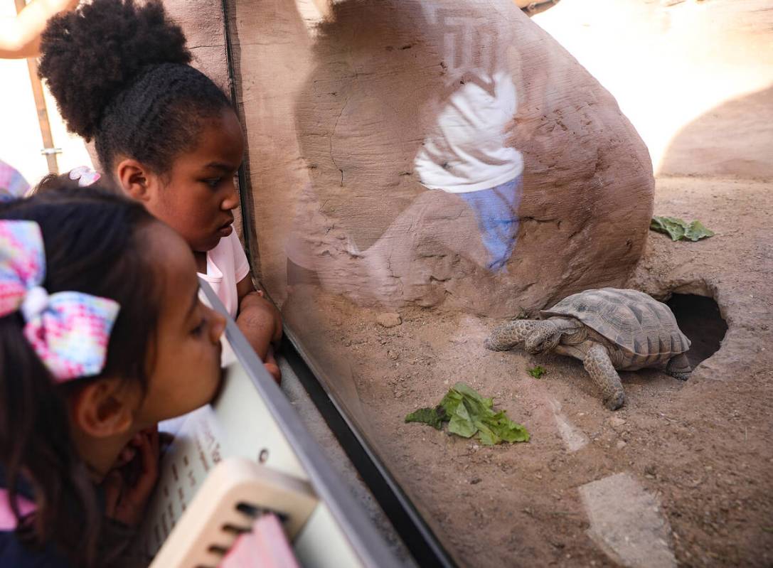 Raven Johnson, 5, left, and Amelia Kusasira, 5, center, watch a desert tortoise eat lettuce in ...