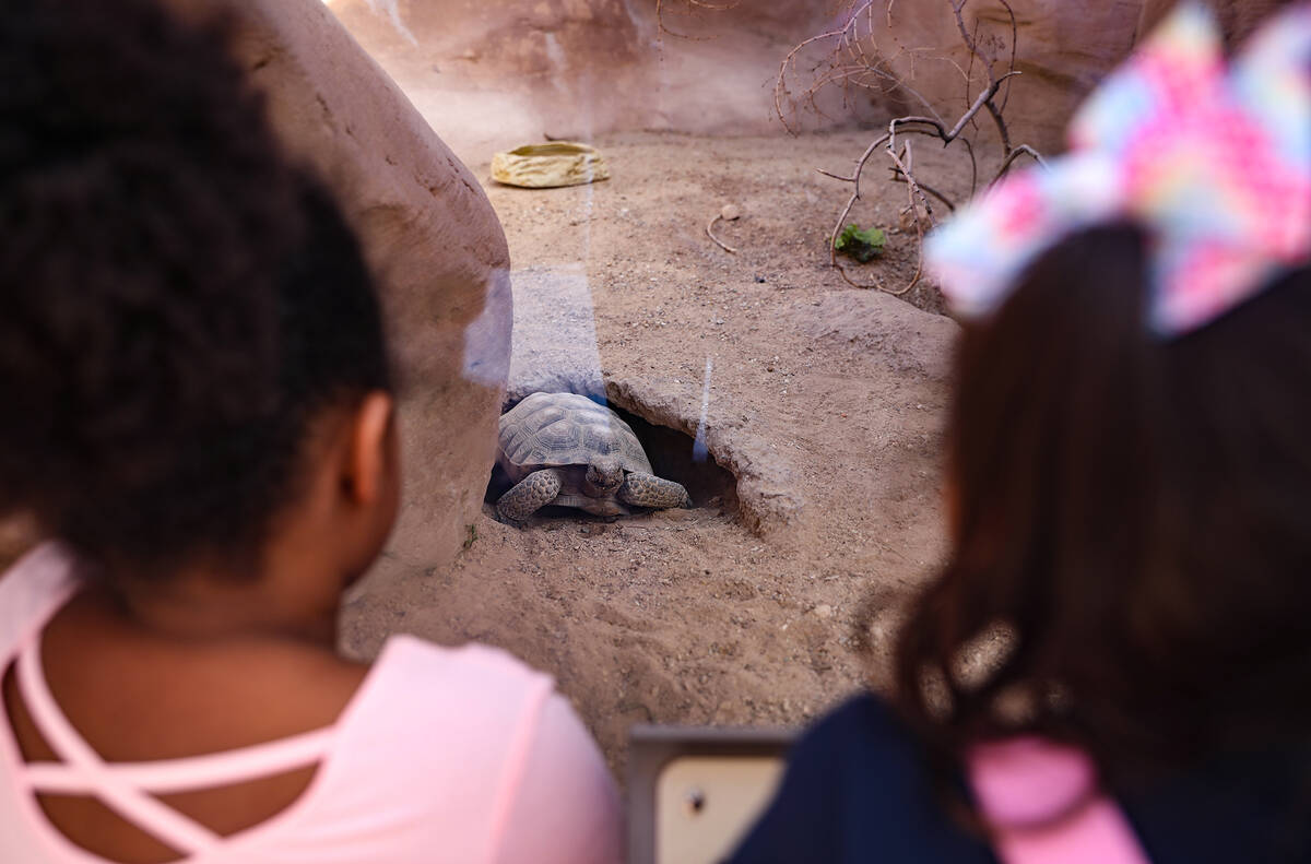 Amelia Kusasira, 5, left, and Raven Johnson, 5, right, watch a desert tortoise eat lettuce in a ...