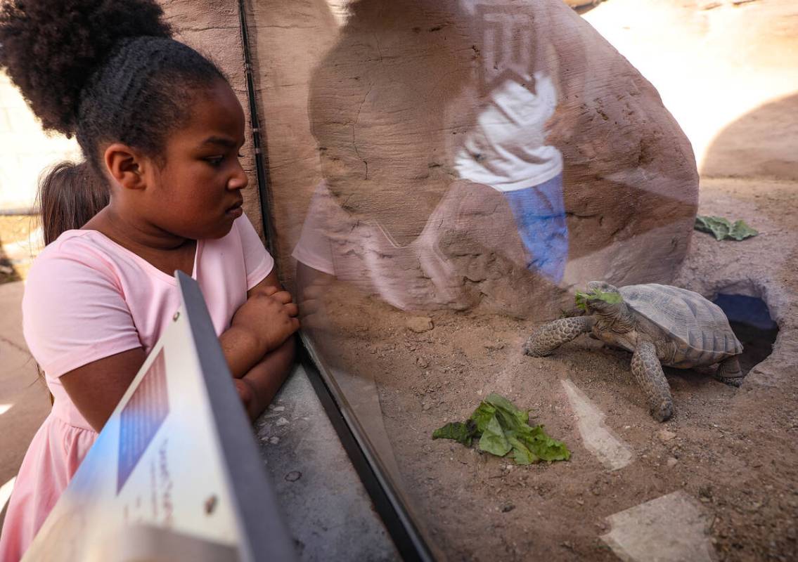 Amelia Kusasira, 5, watches a desert tortoise eat lettuce in an exhibit at the Springs Preserve ...