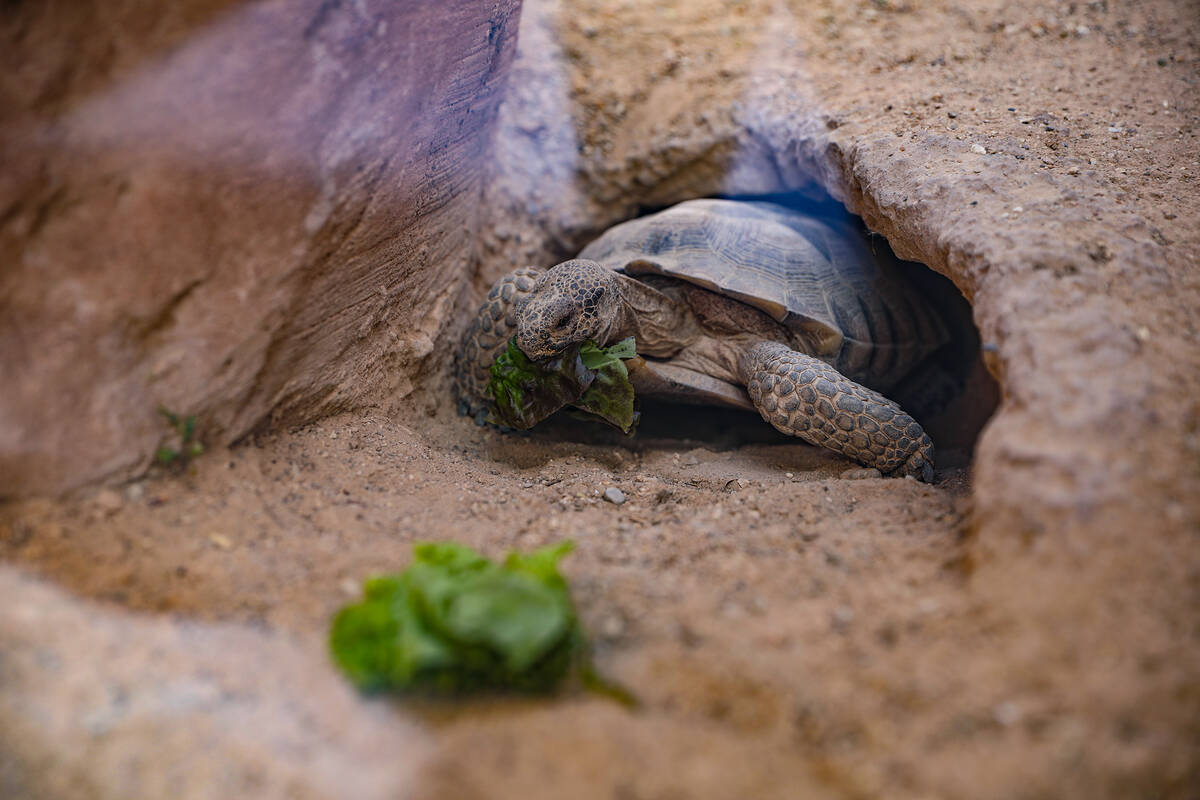 A desert tortoise eats lettuce in an exhibit at the Springs Preserve in Las Vegas, Monday, Apri ...