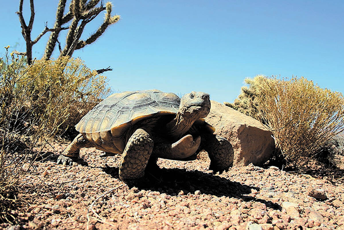 Mojave Max at the Springs Preserve. (Las Vegas Review-Journal)