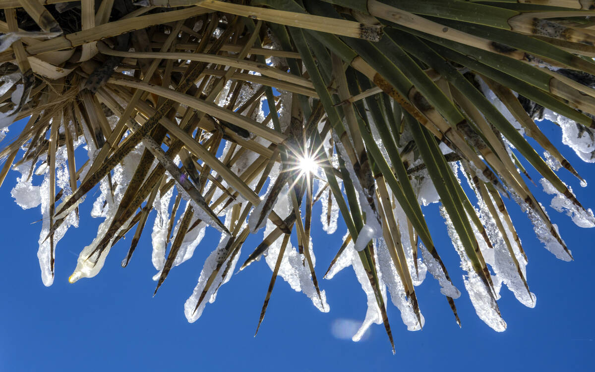 Snow covers the spines of a yucca plant about the Red Rock Canyon National Conservation Area as ...