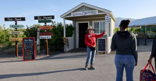 Gilcrease Orchard Education Coordinator Janina Little directs customers to ready crops ready a ...